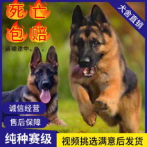 纯种赛级德国牧羊犬狼狗警犬幼崽锤系黑背犬弓背德牧