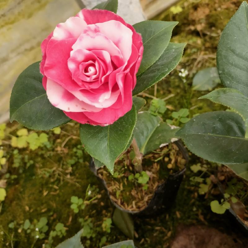 品种茶花情人节大量批发带杯苗不带花苞扦插苗