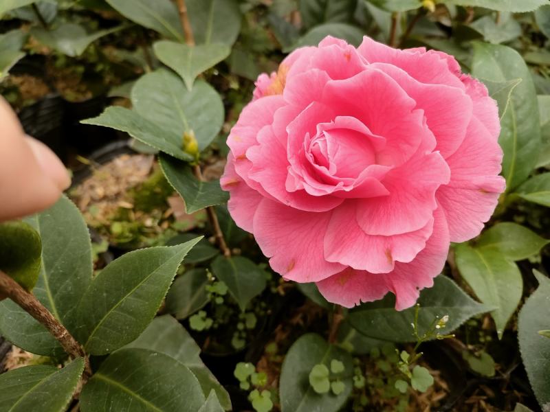 品种茶花情人节大量批发带杯苗不带花苞扦插苗