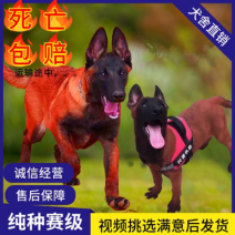 纯种血统马犬幼犬比利时马犬警犬护卫犬大骨架