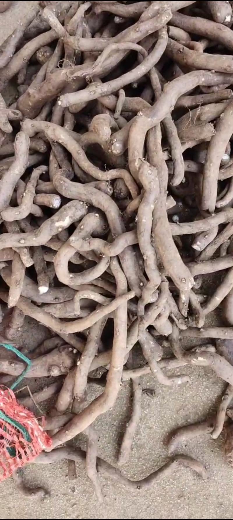 精选魔芋种子，全国包邮到家，产地直供，