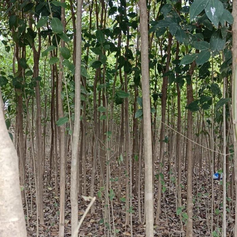 大叶女贞根系发达易成活支持视频看货欢迎联系