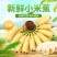 广西小米蕉新鲜香蕉应季水果包邮现摘现发