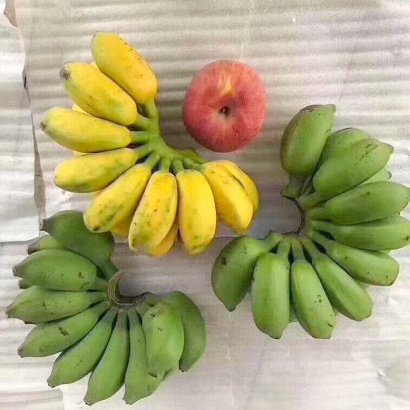 广西小米蕉新鲜香蕉应季水果包邮现摘现发