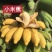 广西小米蕉新鲜香蕉应季水果包邮现摘现发