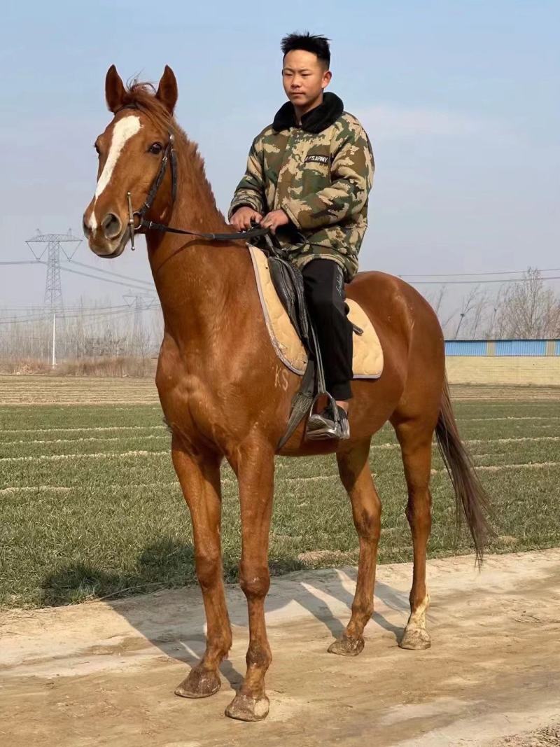 马，纯血马，汗血马，阿拉伯马，半血马骑乘马可以货到付款。