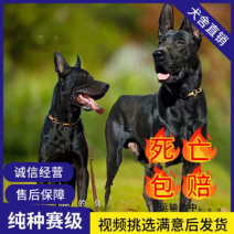 中华墨界黑狼犬大型看家护院犬精品血统大型护卫犬