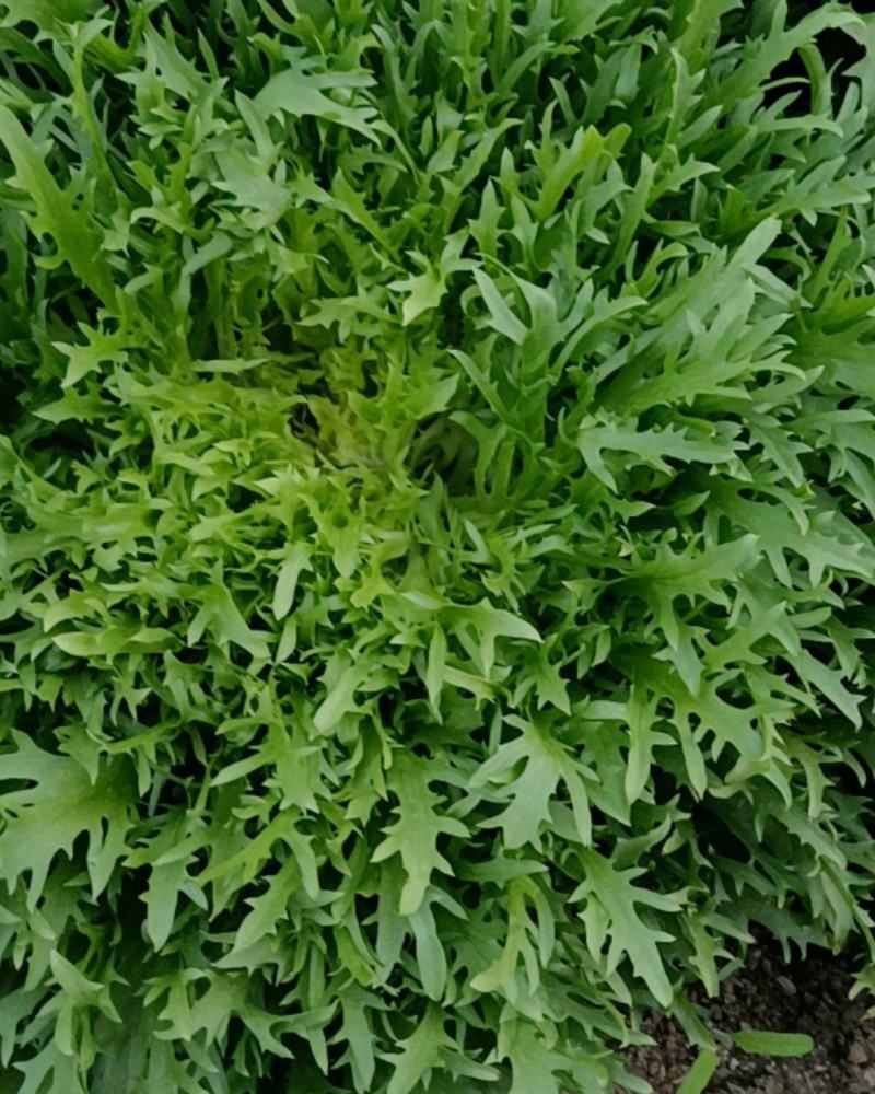 苦菊