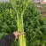 精品大棚芹菜，质量保证供货量大，价格美丽需要联系