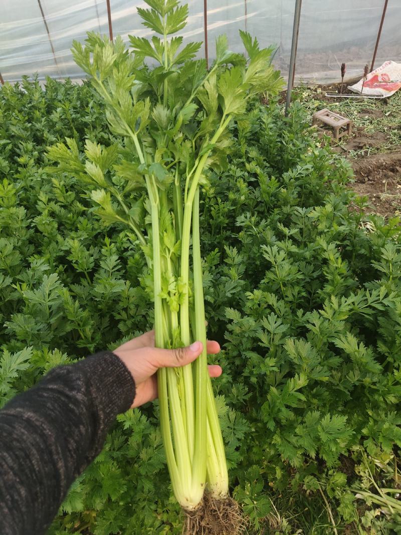 精品大棚芹菜，质量保证供货量大，价格美丽需要联系