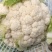 白菜花紧花乳白1～2斤品质佳，还有速冻厂菜花