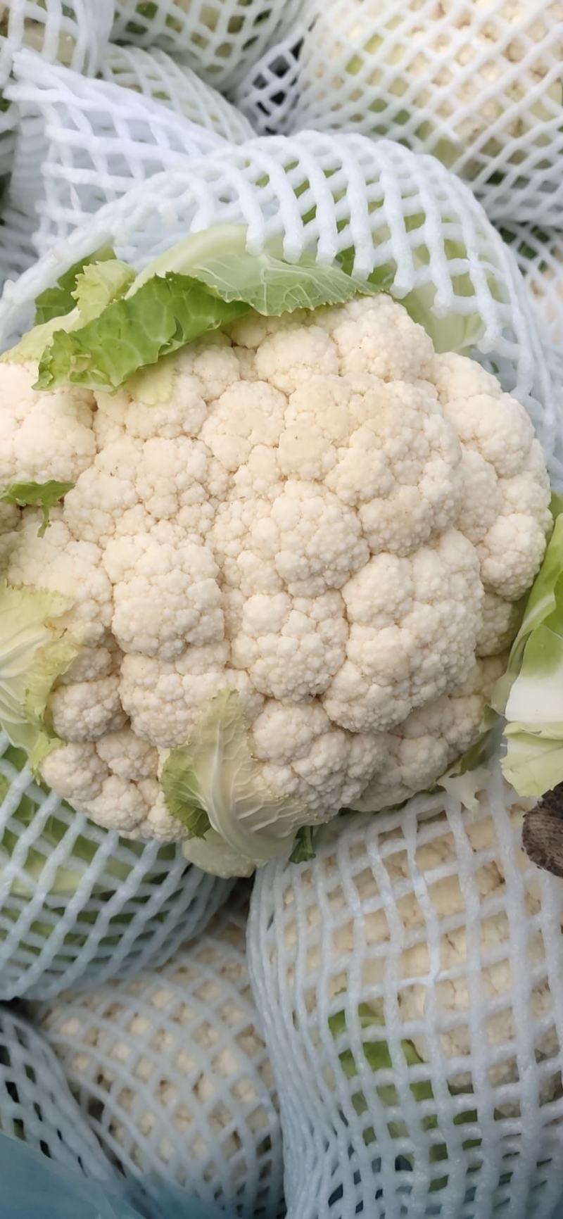 白菜花紧花乳白1～2斤品质佳，还有速冻厂菜花