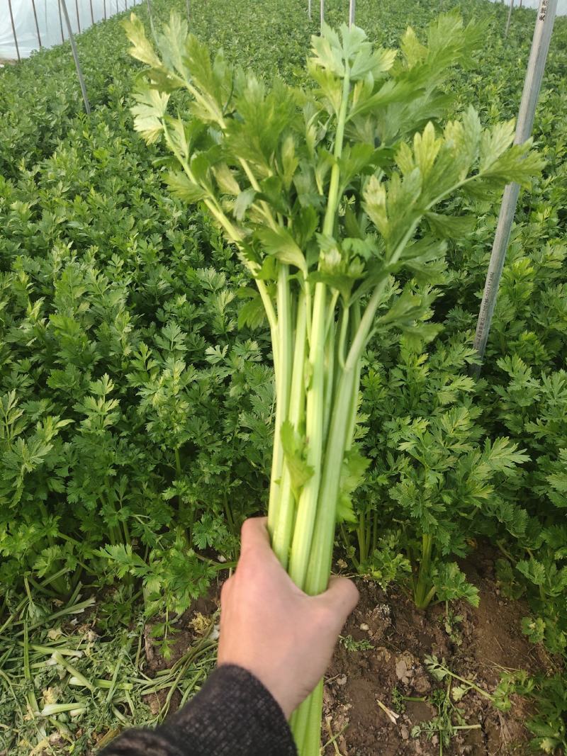 精品大棚芹菜，质量保证供货量大，价格美丽需要联系