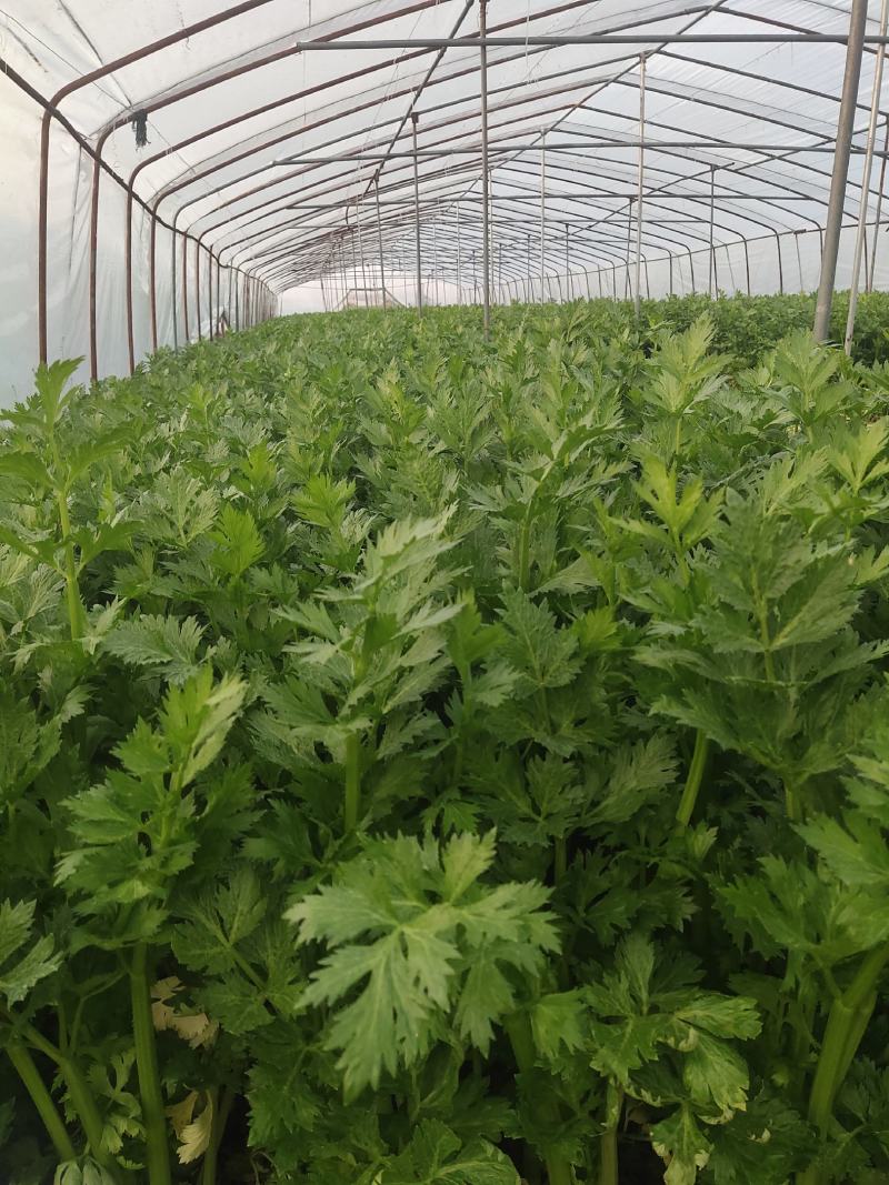 精品大棚芹菜，质量保证供货量大，价格美丽需要联系