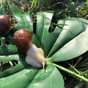 蜗牛