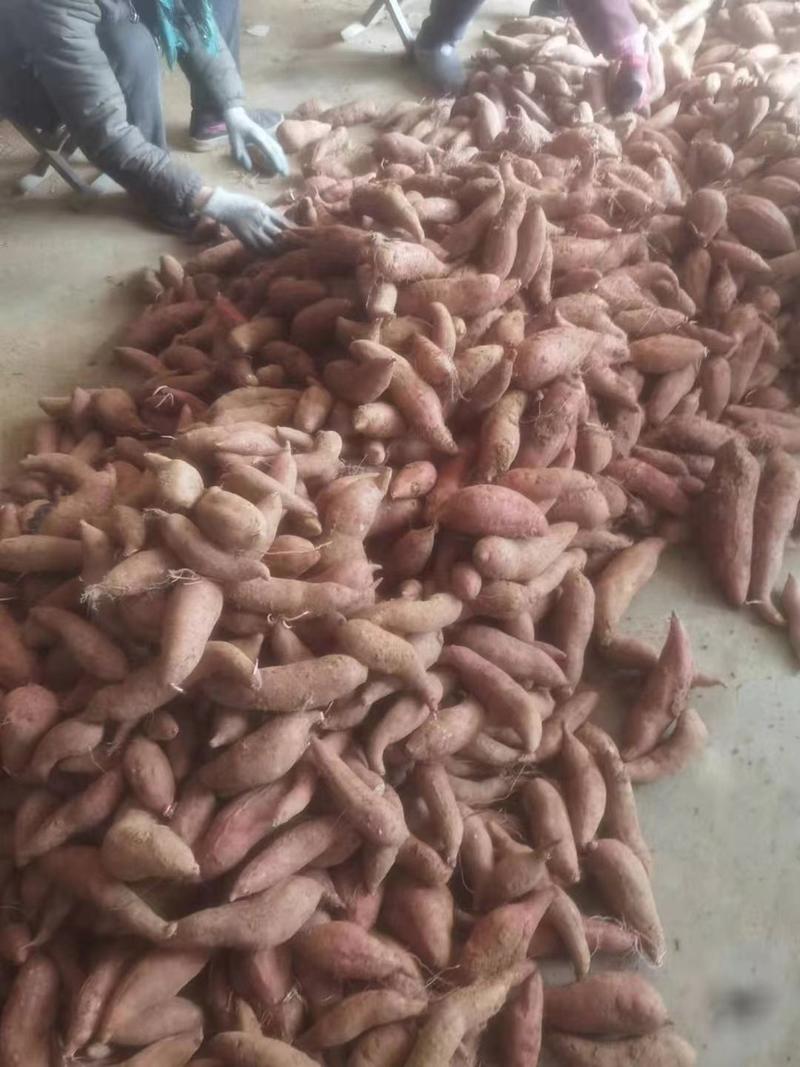 山东红薯大量现货，价格便宜，保证质量，面相全国发货