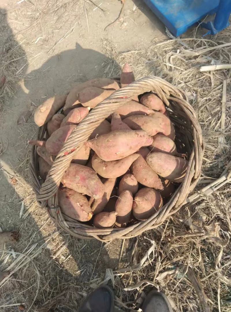 山东红薯大量现货，价格便宜，保证质量，面相全国发货
