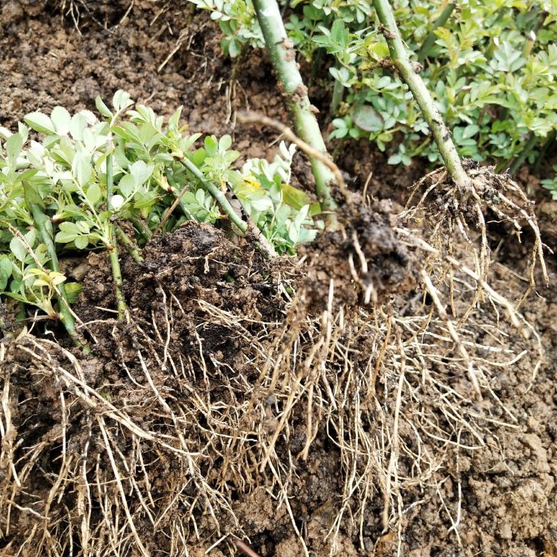 藤本月季大苗小苗大量出售，品种齐全/量大从优/欢迎下单