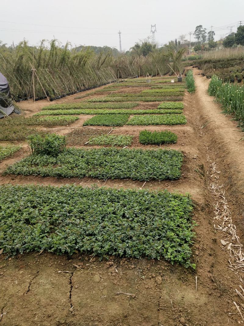 藤本月季大苗小苗大量出售，品种齐全/量大从优/欢迎下单