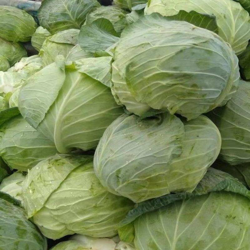 河南南阳精品扁包菜产地现货直发一手货源量大优惠欢迎采购