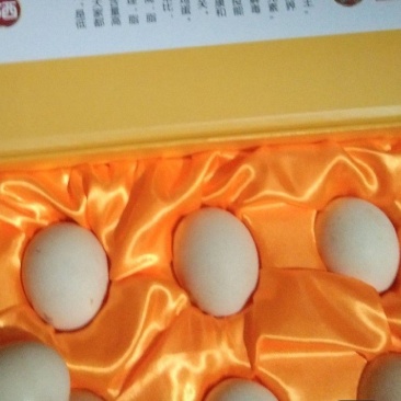 篮孔雀种蛋，孔雀苗，商品苗，五年孔雀