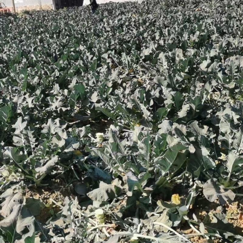 精品西兰花产地现摘现发量大优惠交通便利蔬菜品种齐全
