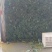 精品西兰花产地现摘现发量大优惠交通便利蔬菜品种齐全