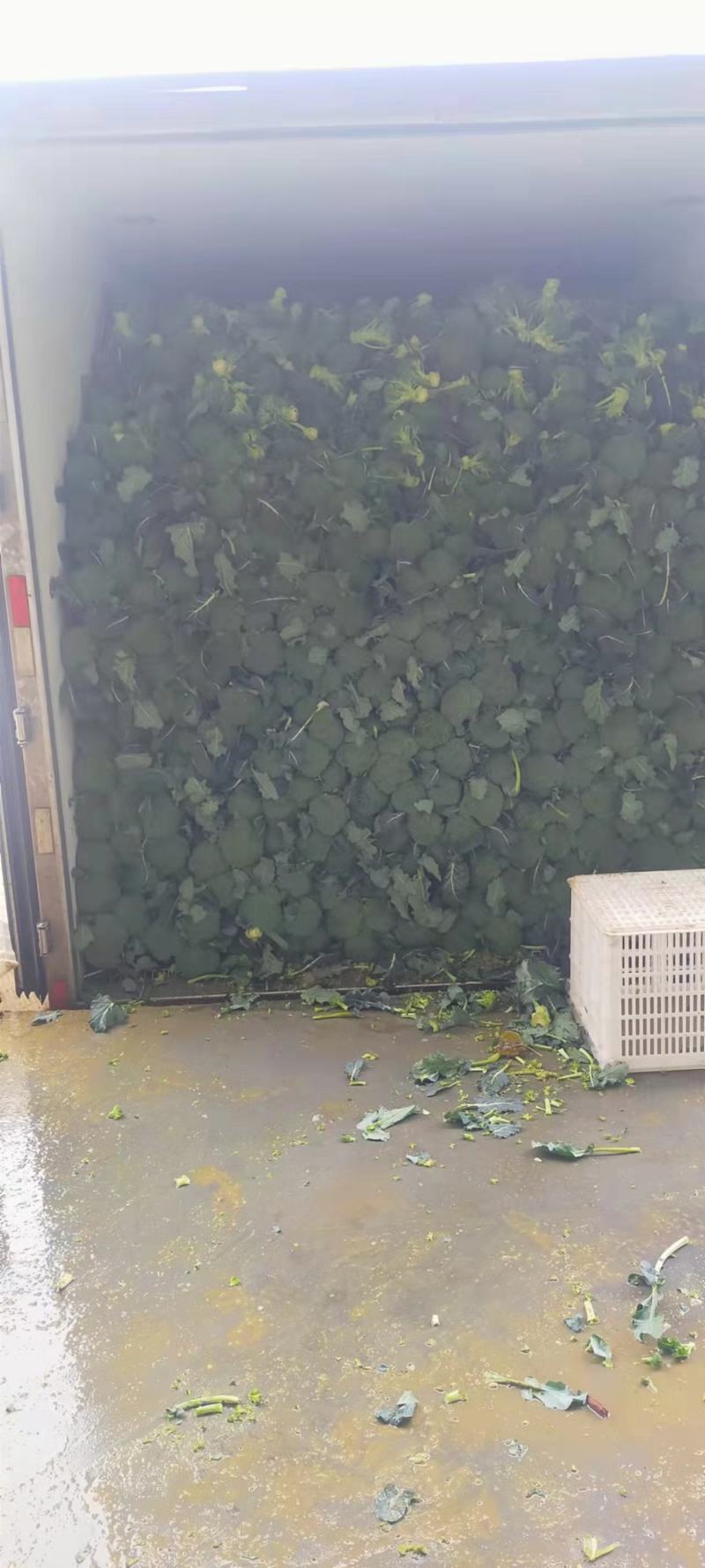 精品西兰花产地现摘现发量大优惠交通便利蔬菜品种齐全