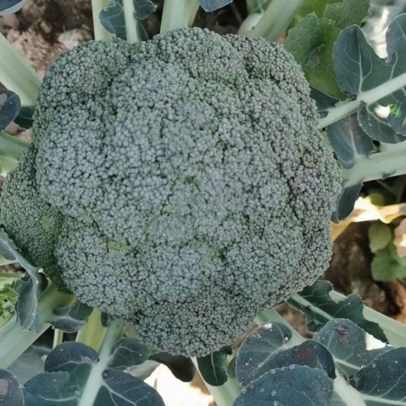 精品西兰花产地现摘现发量大优惠交通便利蔬菜品种齐全