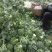 精品西兰花产地现摘现发量大优惠交通便利蔬菜品种齐全