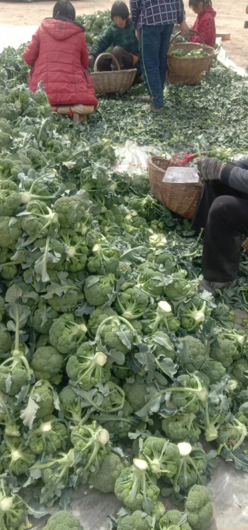 精品西兰花产地现摘现发量大优惠交通便利蔬菜品种齐全