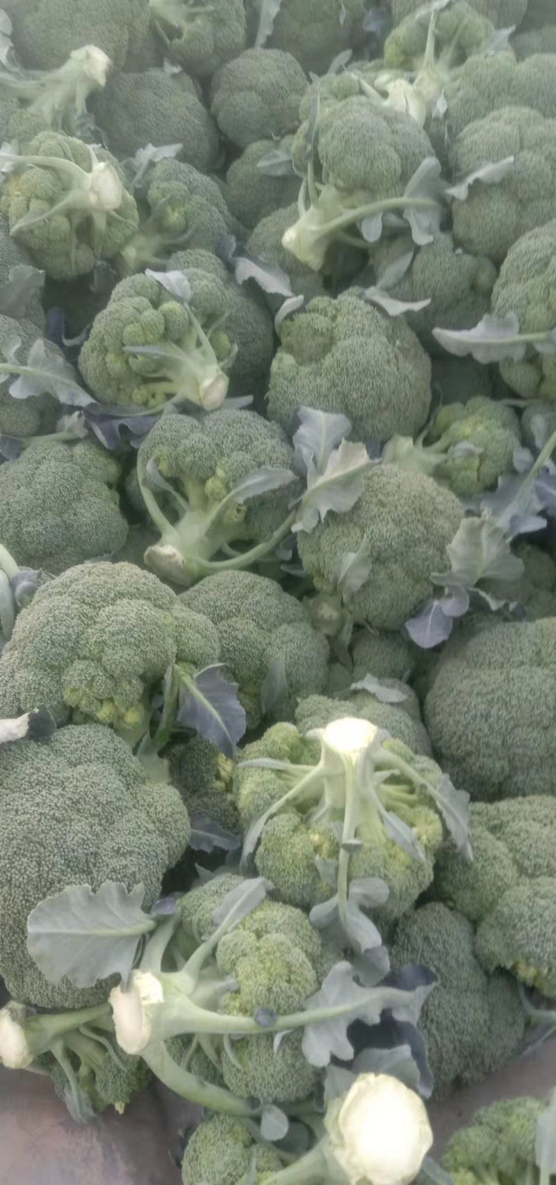 精品西兰花产地现摘现发量大优惠交通便利蔬菜品种齐全