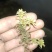 水苔，海花草