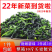 【包邮_脱水小青菜】热销宁波特产优质万年青菜干嫩菜心脱水