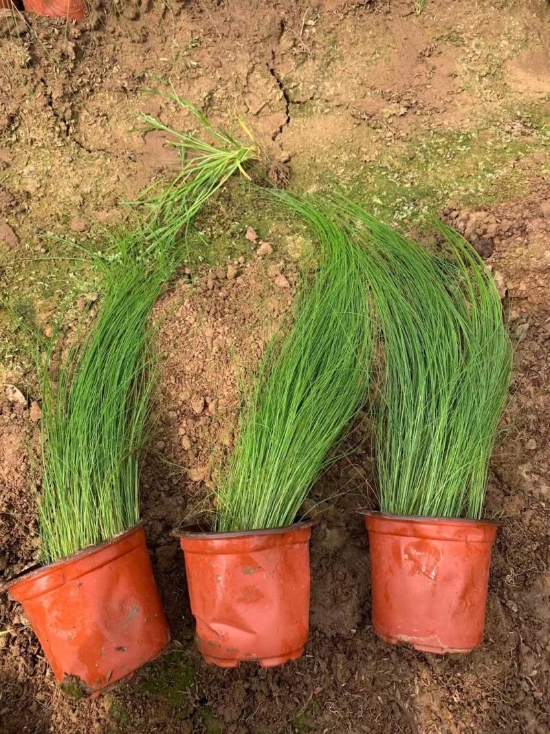 墨西哥羽毛草一手货源基地直发量大价优