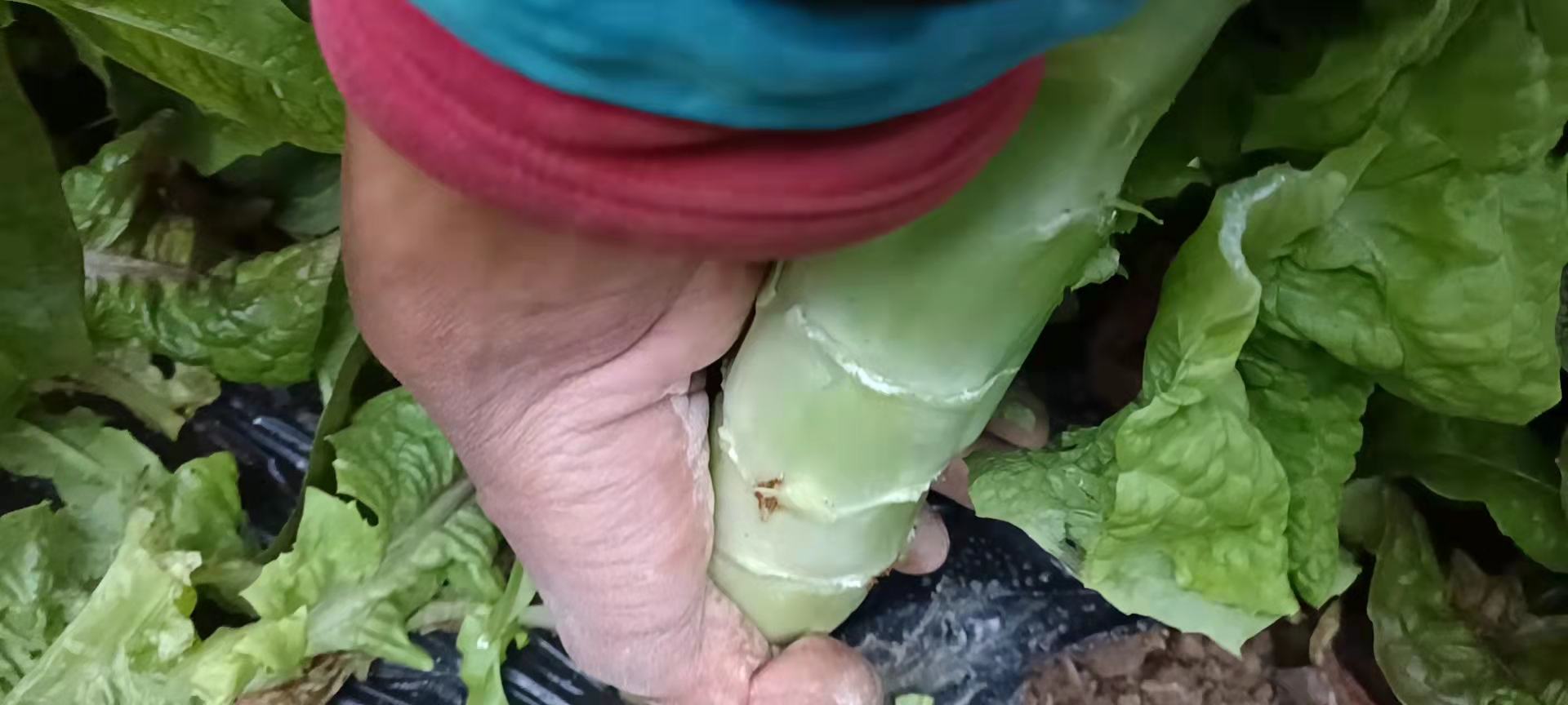 莴苣切片过程展示