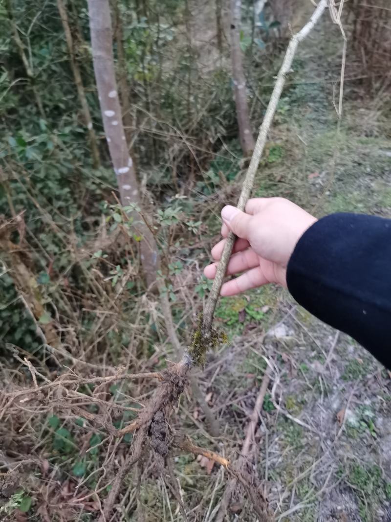 斑鸠树苗，神豆腐树苗，鬼豆腐树苗可做食用豆腐