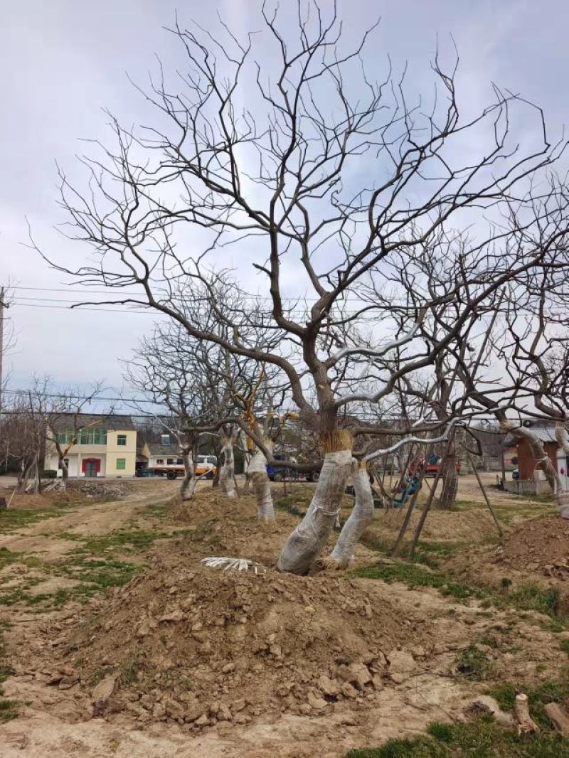 江苏句容精品丛生多杆拼栽乌桕（小苗）低价供应基地