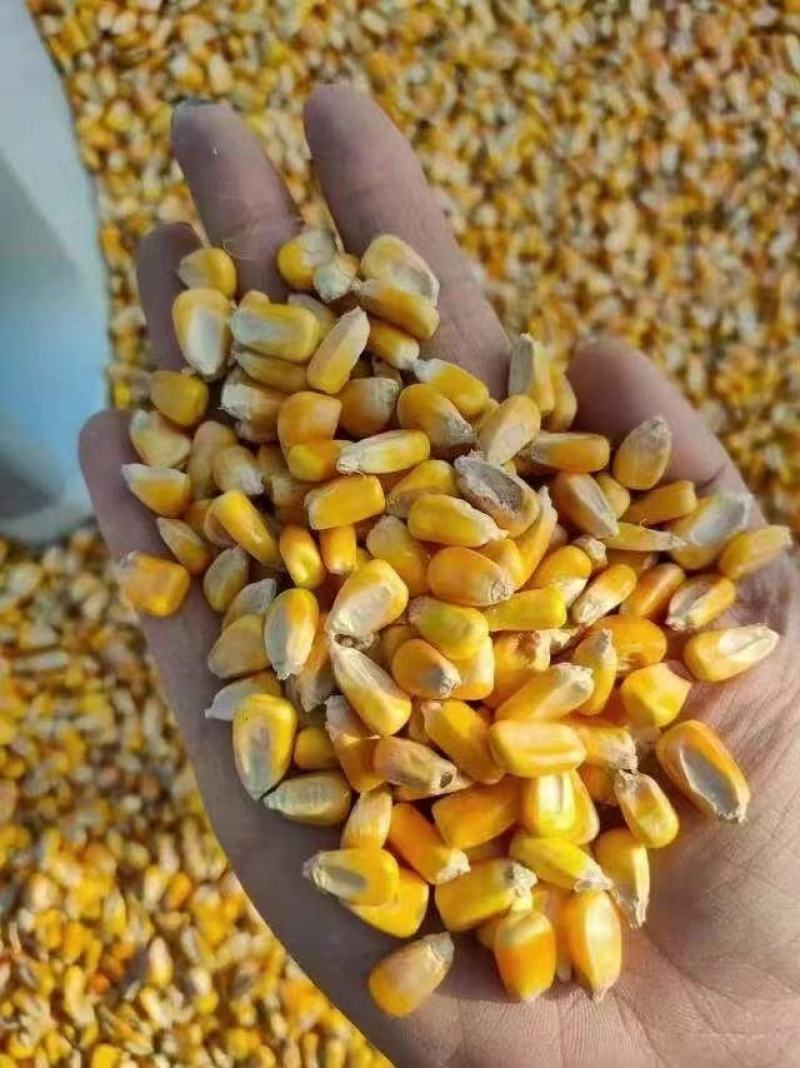 玉米粒纯自然干国标二等新干玉米粒可议价