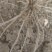 育苗地直供优质高产抗病芦笋苗量大从优苗子成活率高