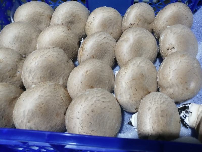 奥吉特牛排菇