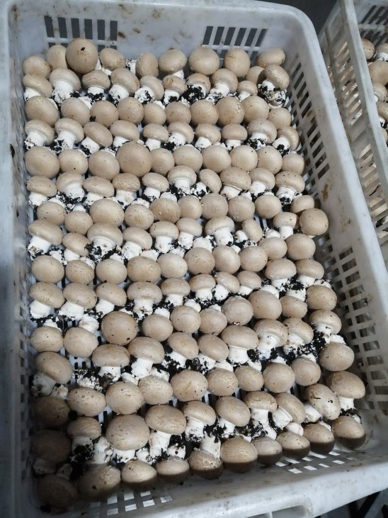 奥吉特牛排菇