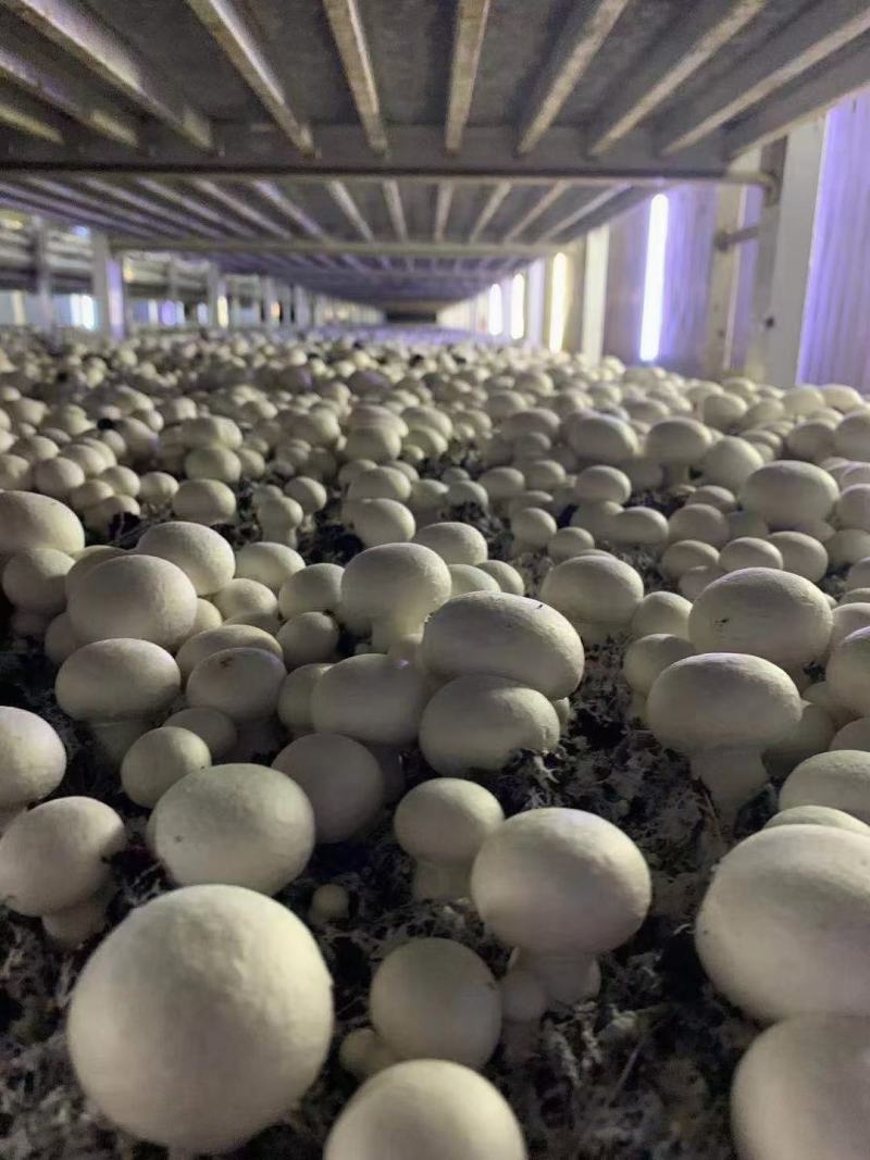 奥吉特牛排菇