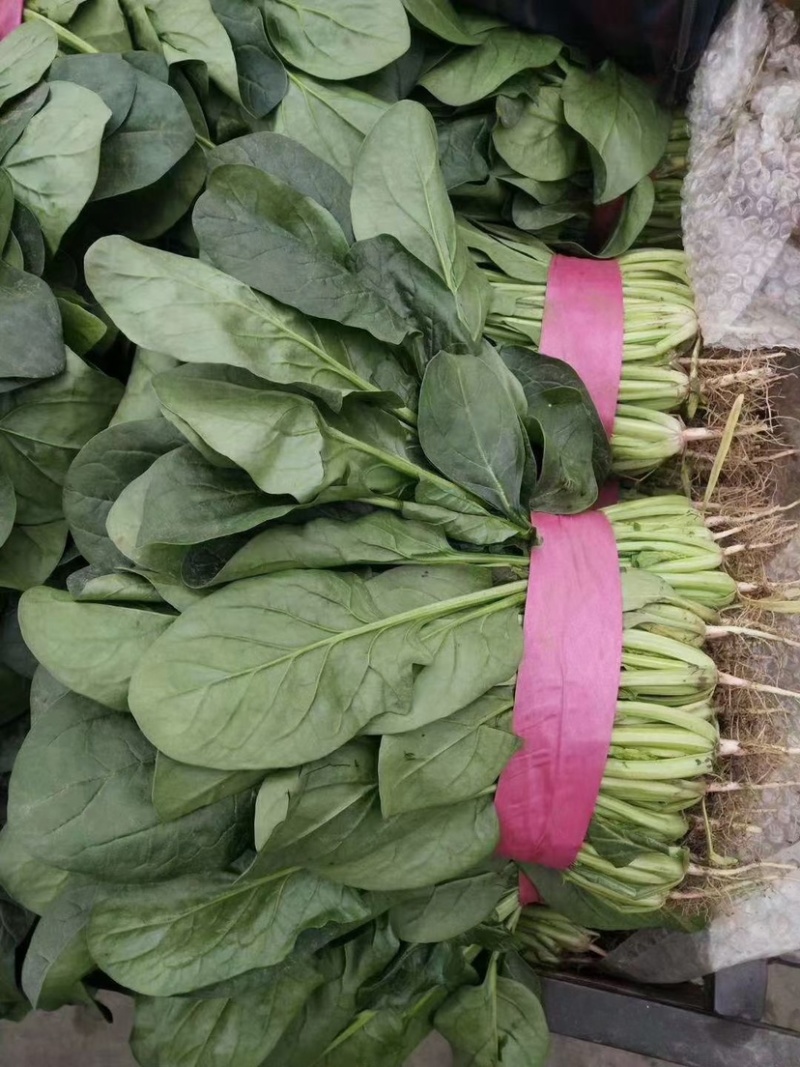 菠菜