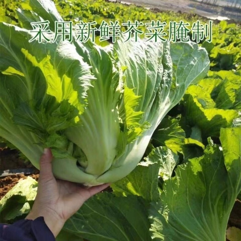 【包邮_5斤芥菜干】热销潮汕特产农家新鲜芥菜干