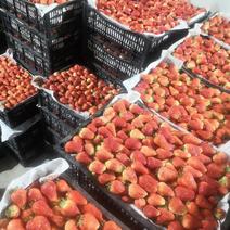 奶油草莓产地大量现货供应基地直发量大从优包装规格齐全！