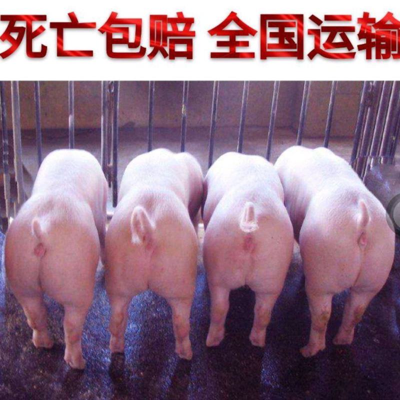【山东三元仔猪】仔猪批发大型猪场品种齐全包活到家