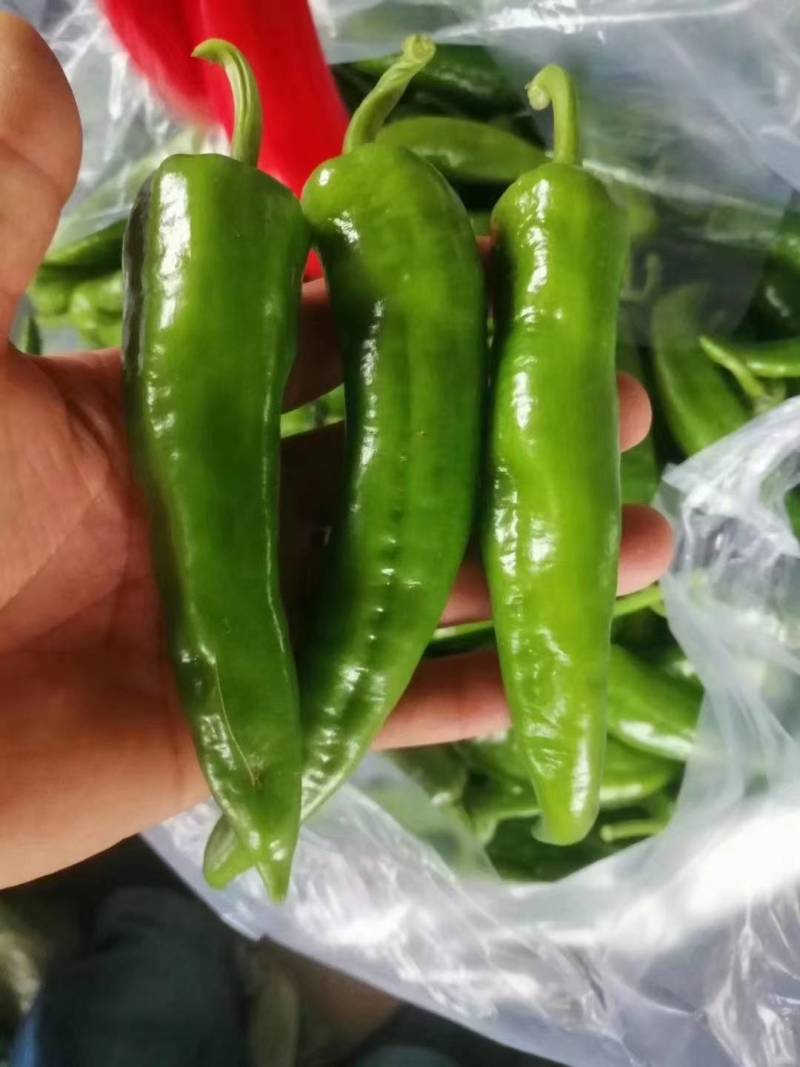 辣妹椒10~15厘米青特辣