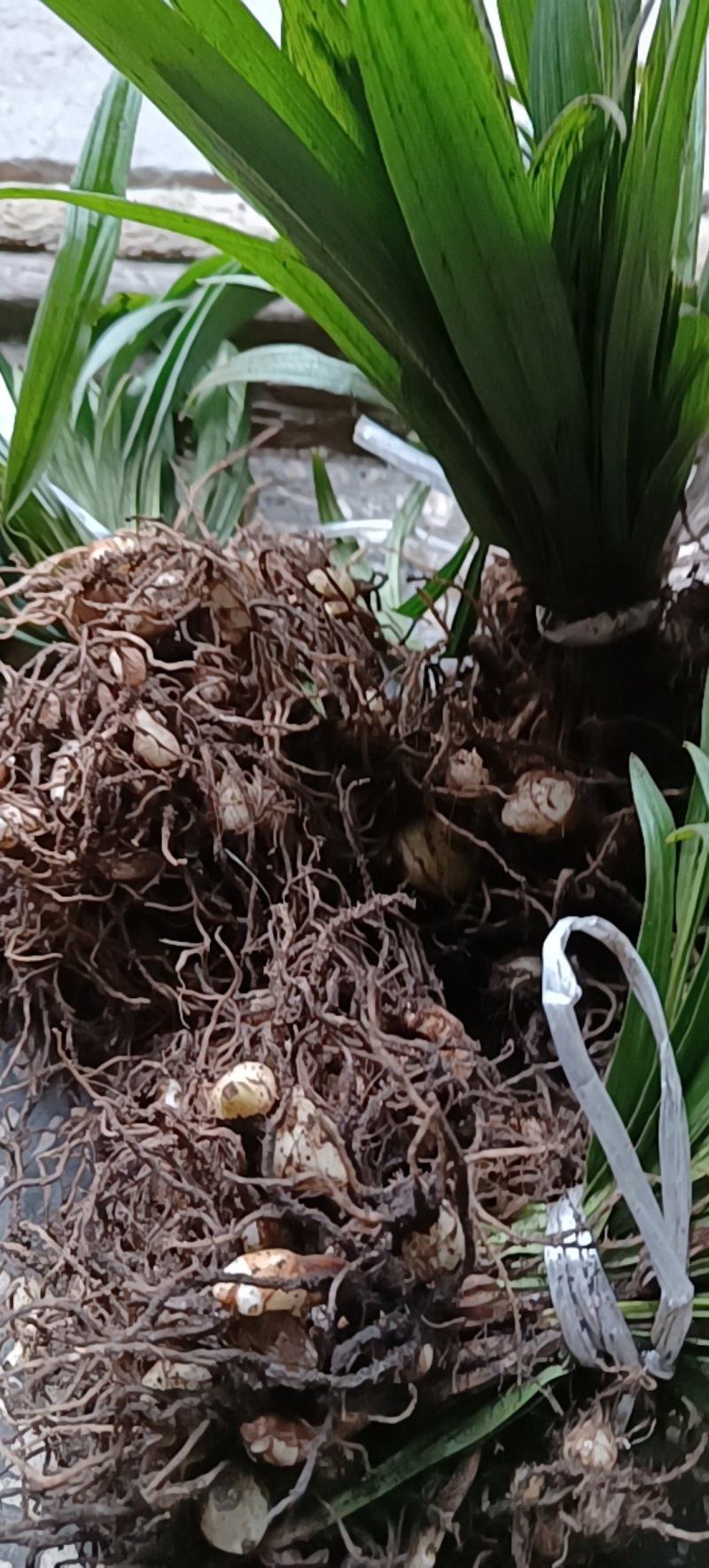 东北野生毛慈姑全苗，毛慈菇全苗，毛慈菇种苗，也是山芋头苗