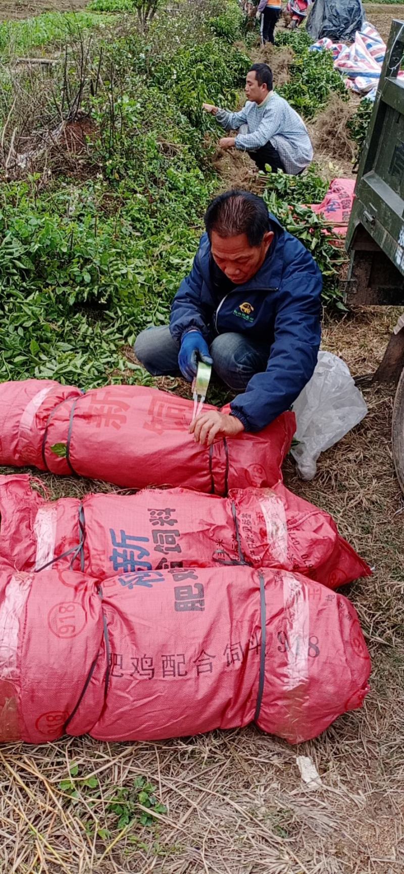 黑黄皮果苗黑金刚黄皮果苗